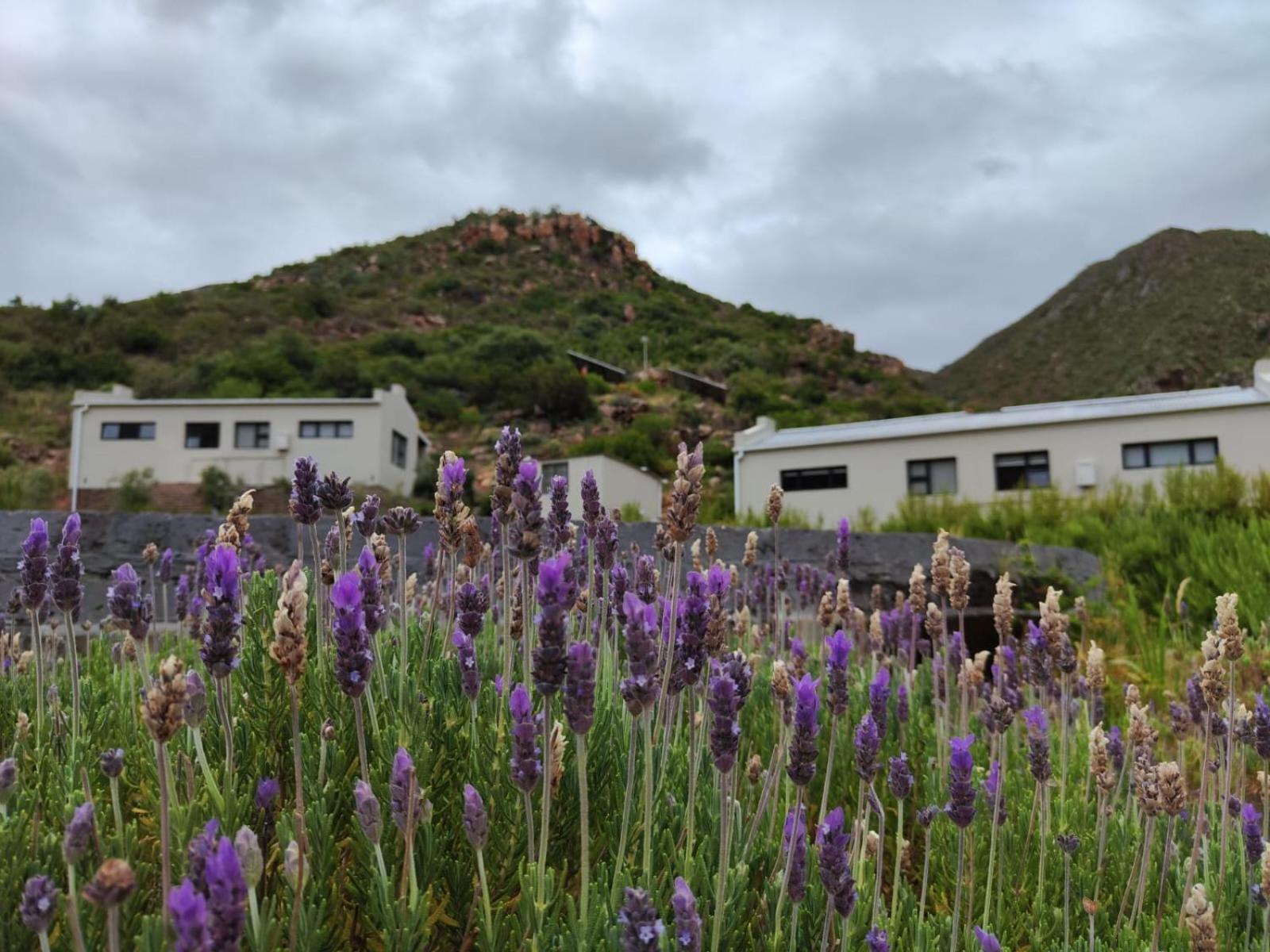 Roodekloof Apartman Montagu Kültér fotó
